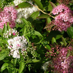 Tawuła japońska (Spiraea japonica) Shirobana c2 zdjęcie 1