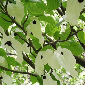 Dawidia chińska Dawidia chińska - Davidia involucrata var. Vilmorina 1