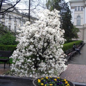 Magnolia gwiaździsta biała (Magnolia stellata) c2 zdjęcie 1