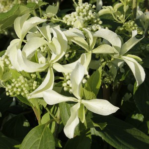 Hortensja bukietowa (Hydrangea) Great Star syn. Le Wasterival c2 zdjęcie 1