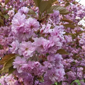 Wiśnia piłkowana (Prunus serrulata) Kanzan c1,5 zddjęcie 1