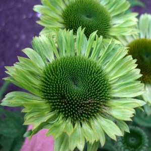 Jeżówka purpurowa (Echinacea) Green Jewel zdjęcie