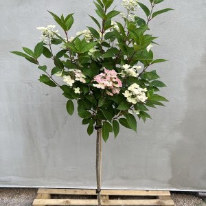 Hortensja bukietowa (Hydrangea paniculata) Switch Ophelia na pniu zdjęcie 1