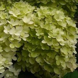 Hydrangea paniculata (Hydrangea paniculata) Magical Andes c2 zdjęcie 6