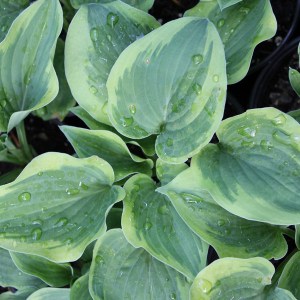 Funkia (Hosta) Veronica Lake zdjęcie 1