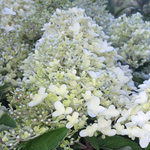 Hortensja bukietowa (Hydrangea) Luna c4 zdjęcie 1