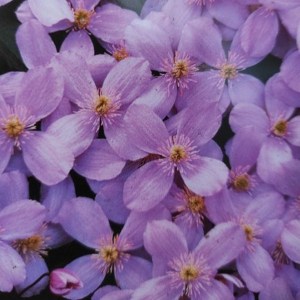 Powojnik (Clematis) Montana var. Rubens c2 zdjęcie 1