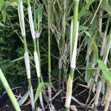 Bambus krzewiasty - Fargesia murielae Blue Lizard c7,5 zdjęcie 1