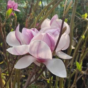 Magnolia pośrednia (Magnolia soulangeana) Superba zdjęcie sadzonki