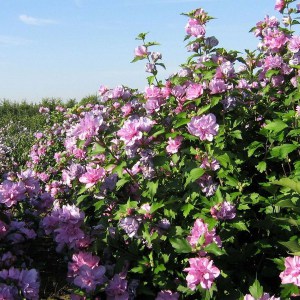 Ketmia syryjska (Hibiscus syriacus) Duc de Brabant c2 zdjęcie 1