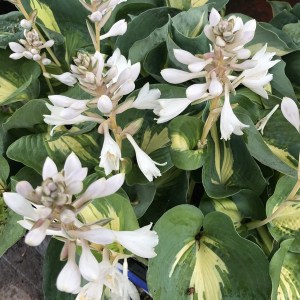 Funkia (Hosta) Dream Queen zdjęcie 1