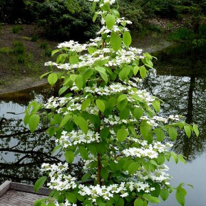 Kalina japońska (Viburnum plicatum) Kilimanjaro c3 zdjęcie 1