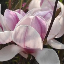 Magnolia pośrednia (Magnolia soulangeana) Superba zdjęcie 1