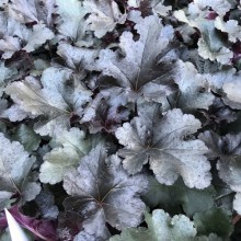 Żurawka (Heuchera) Black Pearl zdjęcie 1