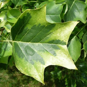 Tulipanowiec amerykański (Lirodendron tulipifera) Aureomarginatum c4 zdjęcie 1