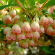 Enkiant dzwonkowaty (Enkianthus campanulatus) zdjęcie 1