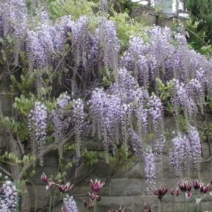 Glicynia kwiecista (Wisteria floribunda) Ludwik Lawin zdjęcie 1