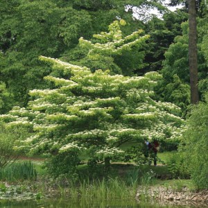 Dereń pagodowy (Cornus controversa) c5 zdjęcie 1