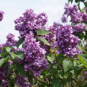 Bez - lilak pospolity (Syringa) Edward Hardwig c3 zdjęcie 1