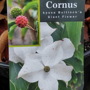 Dereń kousa (Cornus kousa) Bultinck's Giant Flower c4 zdjęcie 1