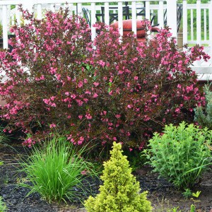 Krzewuszka (Weigela) Ruby Queen sadzonka zdjęcie 1