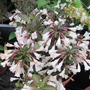 Krzewuszka (Weigela) Black And White sadzonka zdjęcie 1