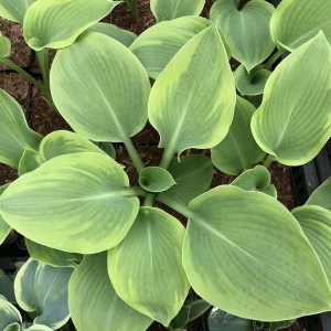 Funkia (Hosta) Climax zdjęcie 1