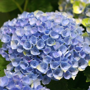 Hortensja ogrodowa (Hydrangea) Revolution c3 zdjęcie 1