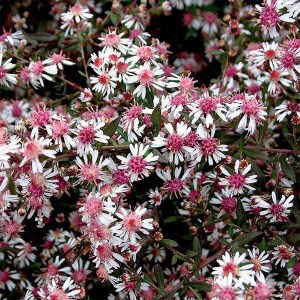 Aster bocznolistny (Aster lateriflorus) Lady in Black zdjęcie 1