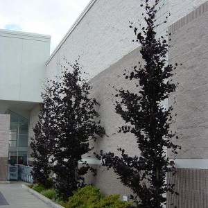 Buk pospolity (Fagus sylvatica) Dawyck Purple c4 zdjęcie 1