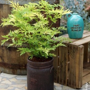 Bez czarny (Sambucus nigra) Golden Tower c3 zdjęcie 1