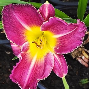 Liliowiec (Hemerocallis) Black Stockings - kwiat
