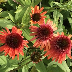 Jeżówka purpurowa (Echinacea) Carrot Cake zdjęcie 1