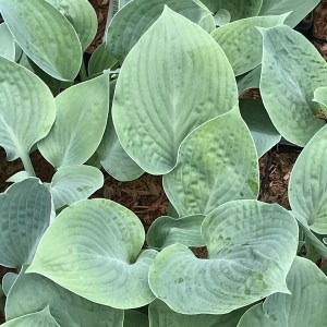 Funkia (Hosta) Blue Hawaii zdjęcie 1