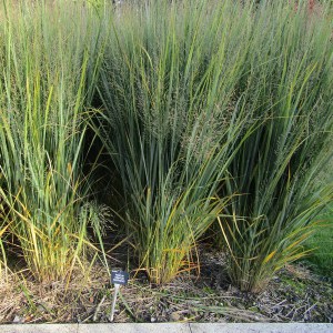 Proso rózgowate (Panicum virgatum) Northwind zdjęcie 4