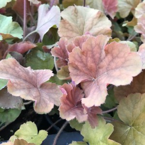 Żurawka (Heuchera) Northern Exposure Amber zdjęcie 1