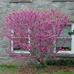 Judaszowiec chiński (Cercis chinensis) Don Egolf c4 zdjęcie 1