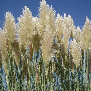 Trawa pampasowa biała (Cortaderia) zdjęcie 1