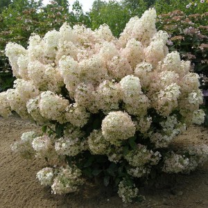 Hortensja bukietowa (Hydrangea) Bobo c3 zdjęcie 1