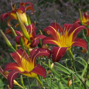Liliowiec (Hemerocallis) Autumn Red c3 zdjęcie 1