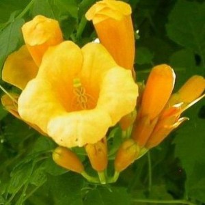 Milin amerykański (Campsis) Flava pnącze ogrodowe zdjęcie 1