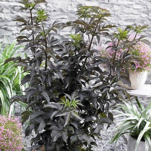 Bez czarny (Sambucus nigra) Black Tower zdjęcie 1
