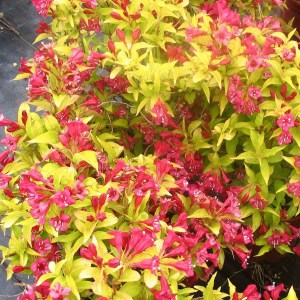 Krzewuszka (Weigela) Aurea sadzonka zdjęcie 1