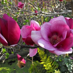 Magnolia Cameo c3 zdjęcie 1