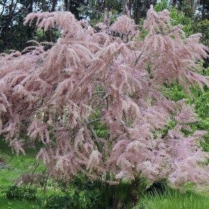 Tamaryszek czteropręcikowy, tamaryszek drobnokwiatowy (Tamarix parviflora) c2 zdjęcie 1