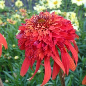 Jeżówka purpurowa (Echinacea) Hot Papaya zdjęcie