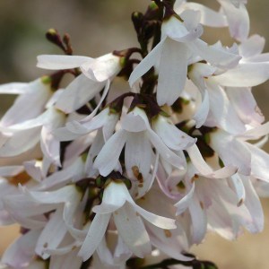 Abeliofylum koreańskie (Abeliophyllum distichum) c5 zdjęcie 1