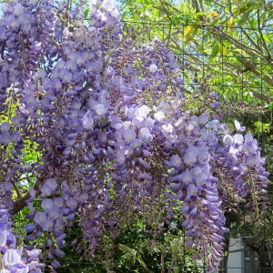 Glicynia chińska (Wisteria chinensis) Blue Sapphire zdjęcie 1