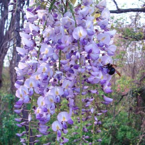 Glicynia, Wisteria formosa Issai (synonim Domino) zdjęcie 1