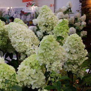 Hortensja bukietowa Moonlight Hydrangea c3 zdjęcie